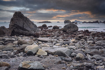 什么是生物的种和界？